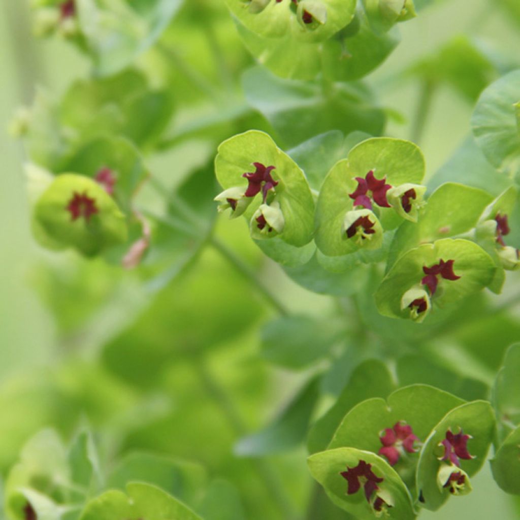 Euphorbia martinii - Spurge