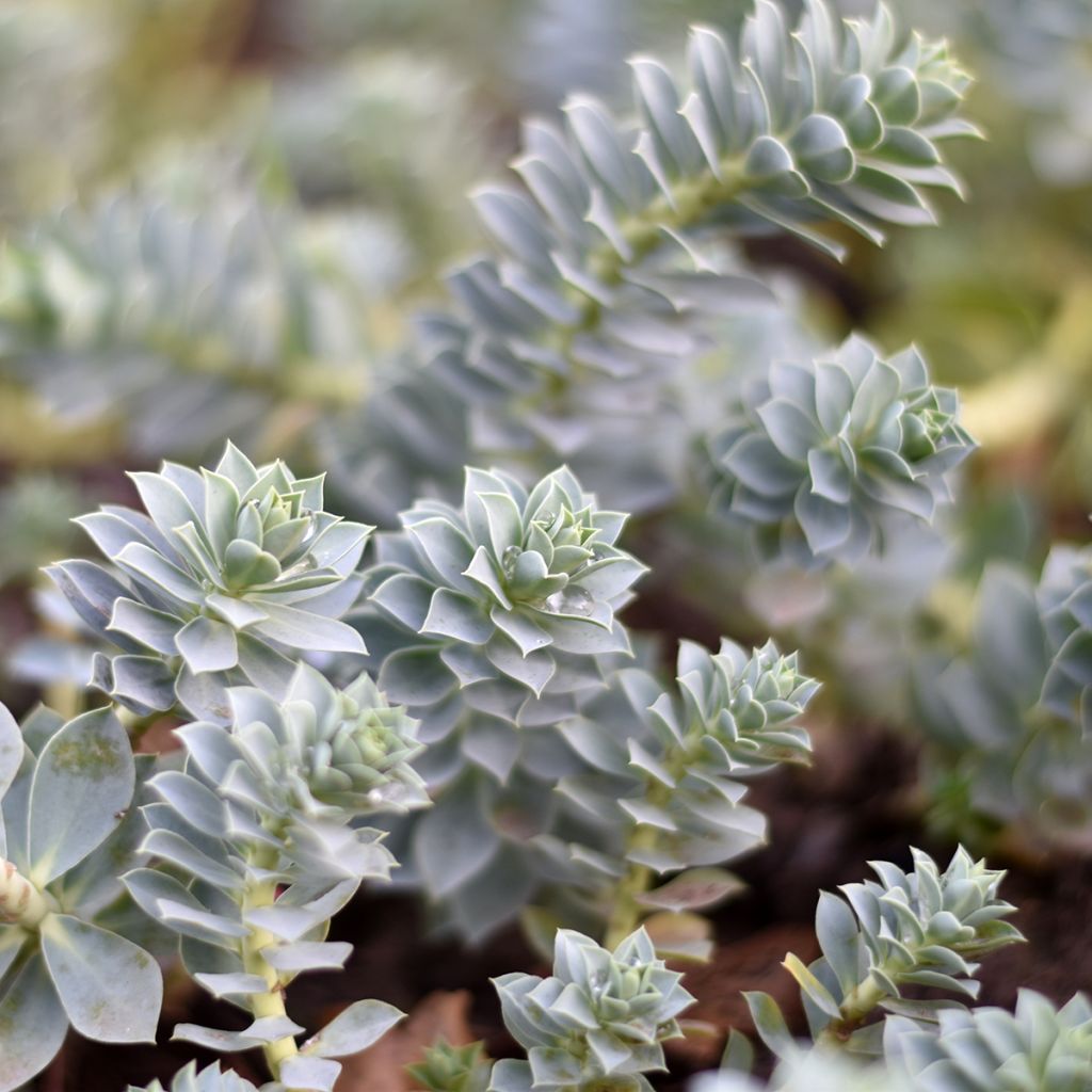 Euphorbia myrsinites - Spurge