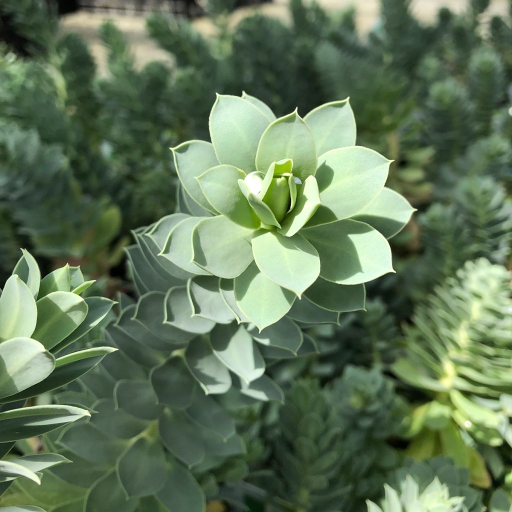 Euphorbia myrsinites - Spurge