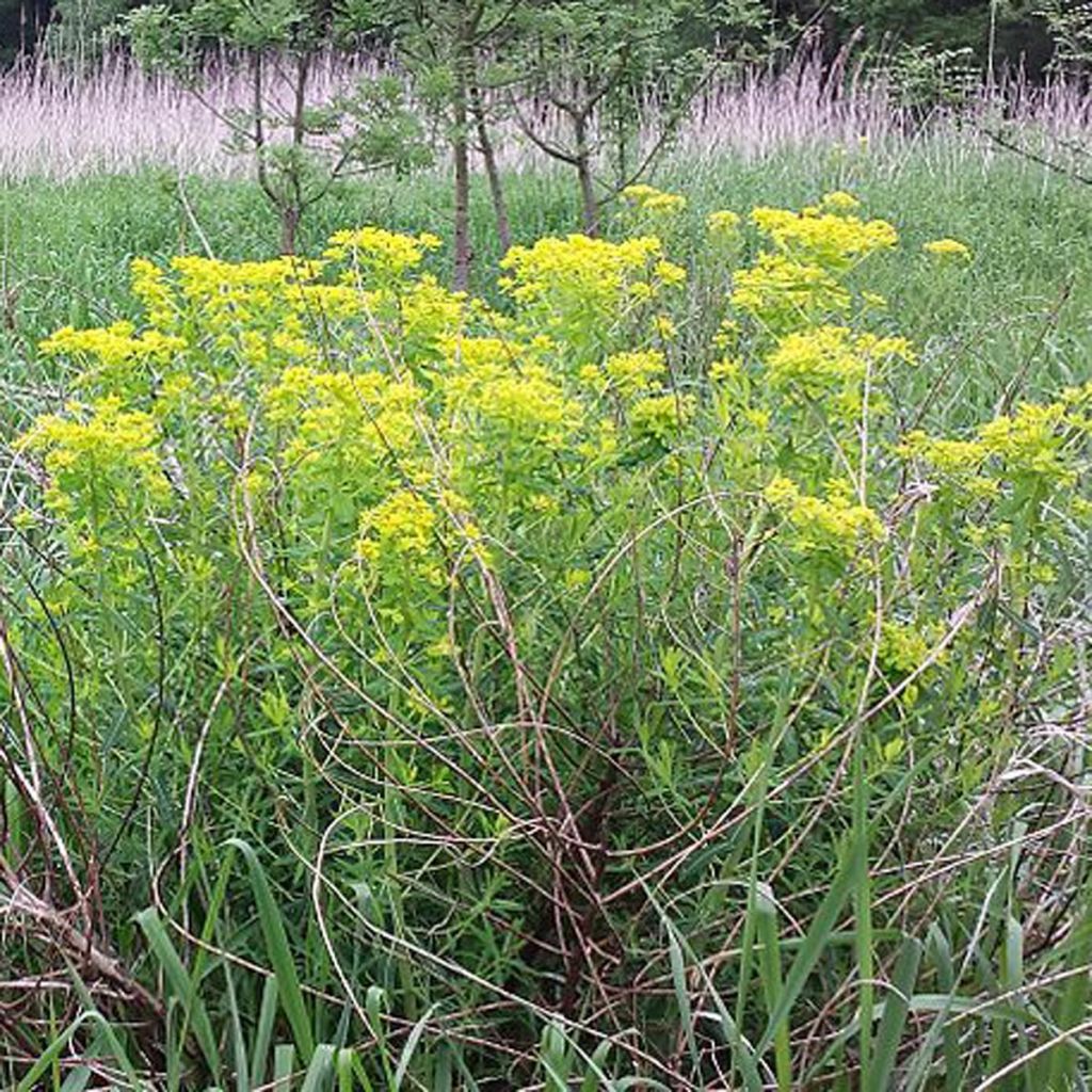 Euphorbia palustris - Spurge