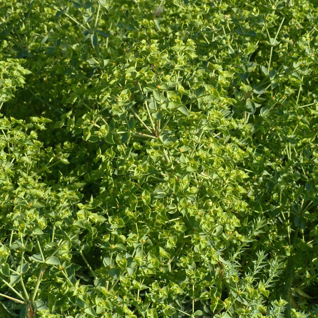 Euphorbia pithyusa subsp. cupanii Ponte Leccia - Spurge