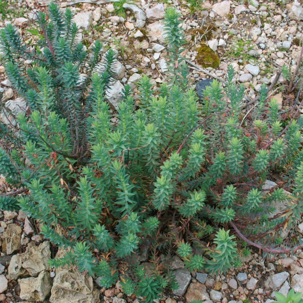 Euphorbia pithyusa - Spurge