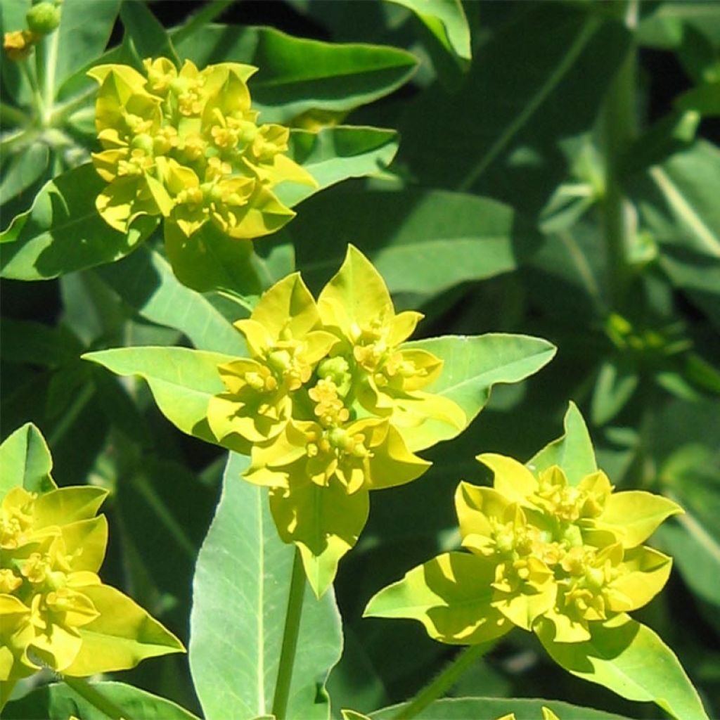 Euphorbia schillingii - Spurge