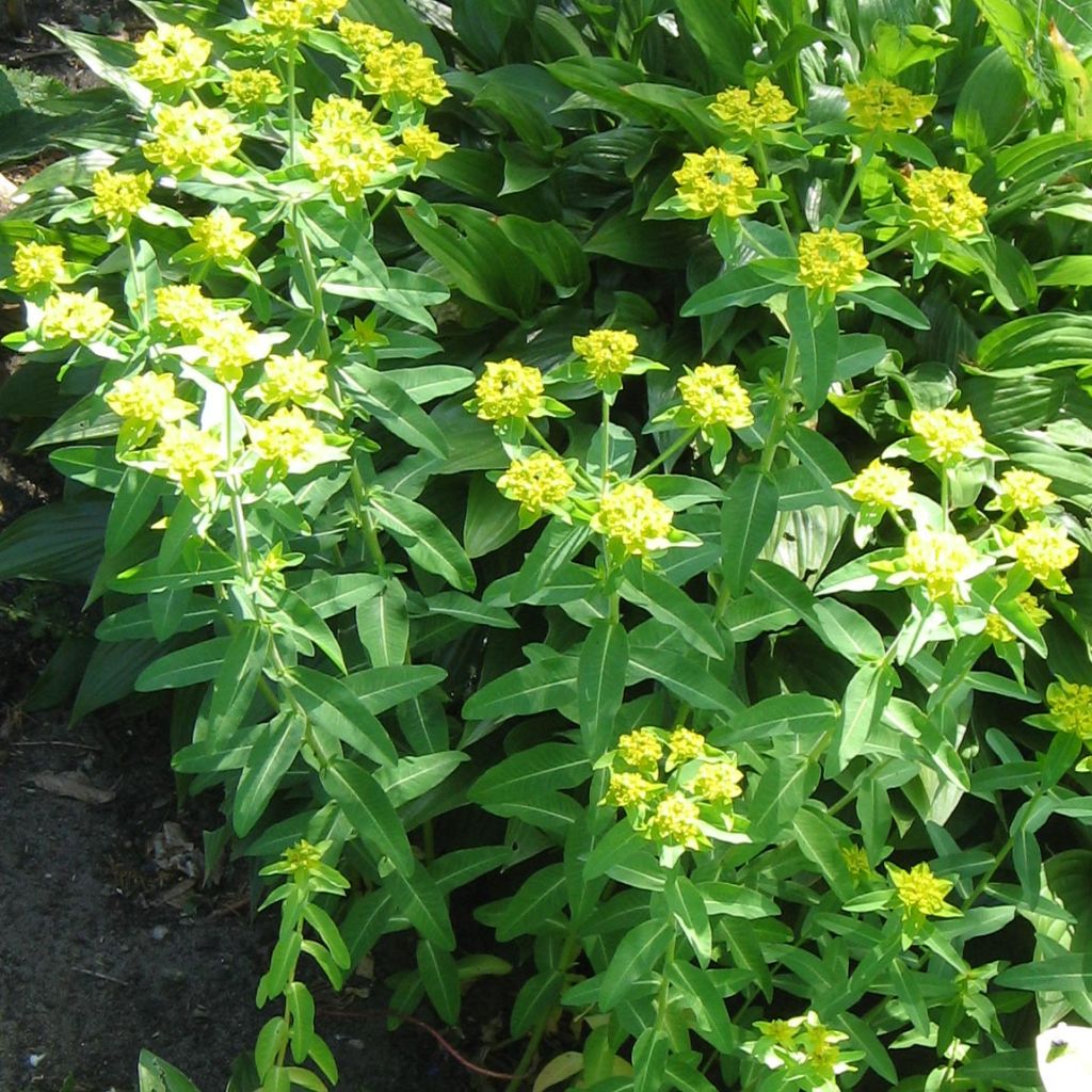 Euphorbia schillingii - Spurge