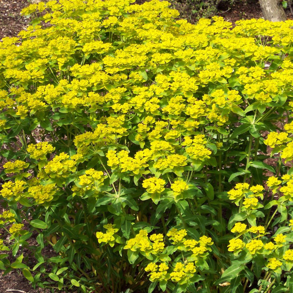 Euphorbia wallichii - Spurge