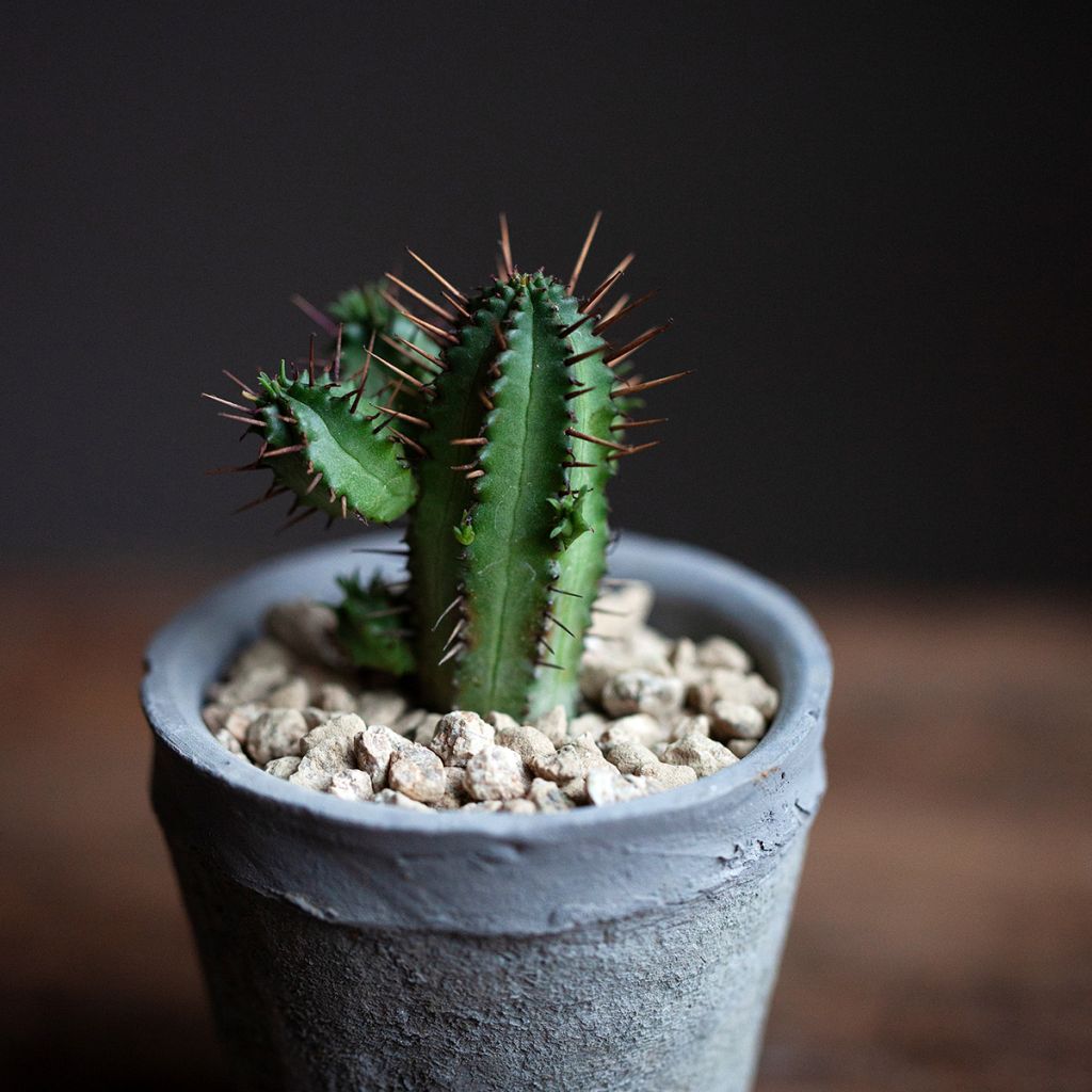 Euphorbia enopla