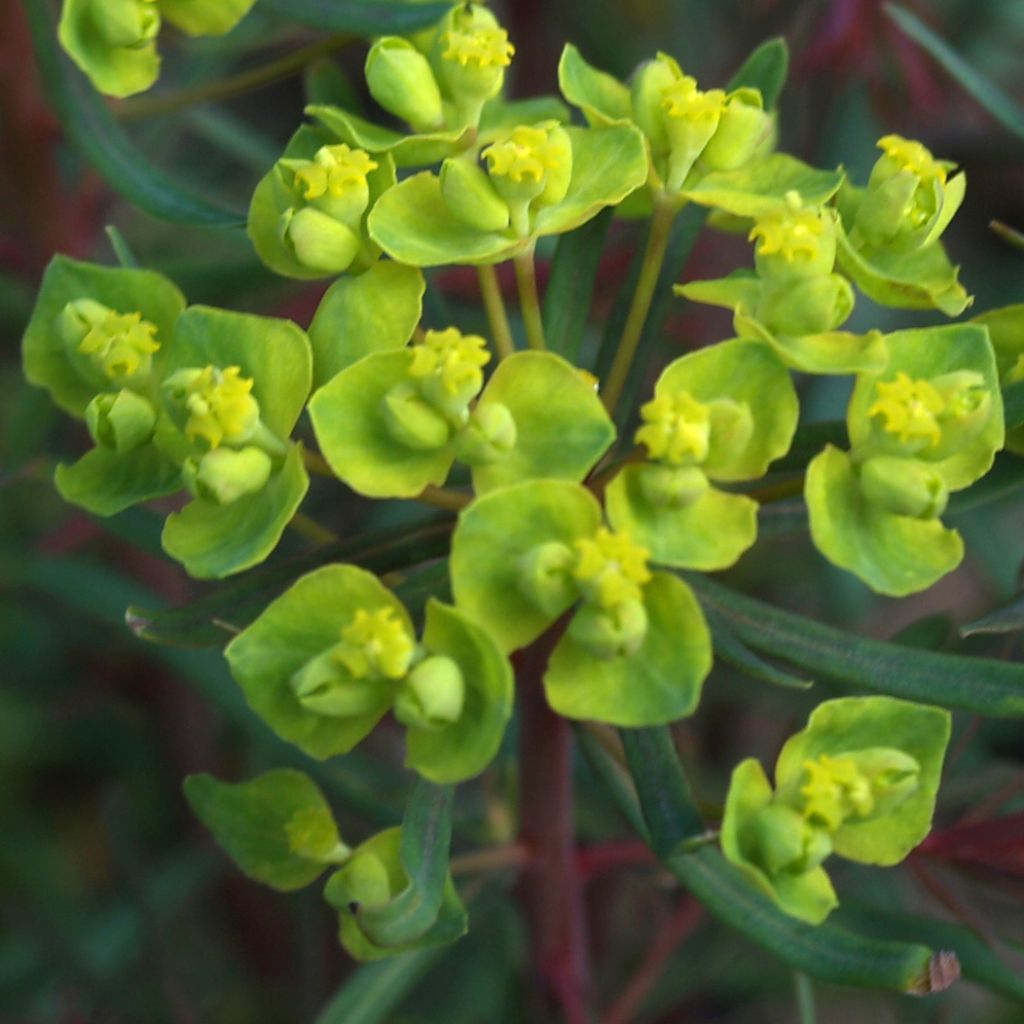 Euphorbia cyparissias Fens Ruby - Spurge