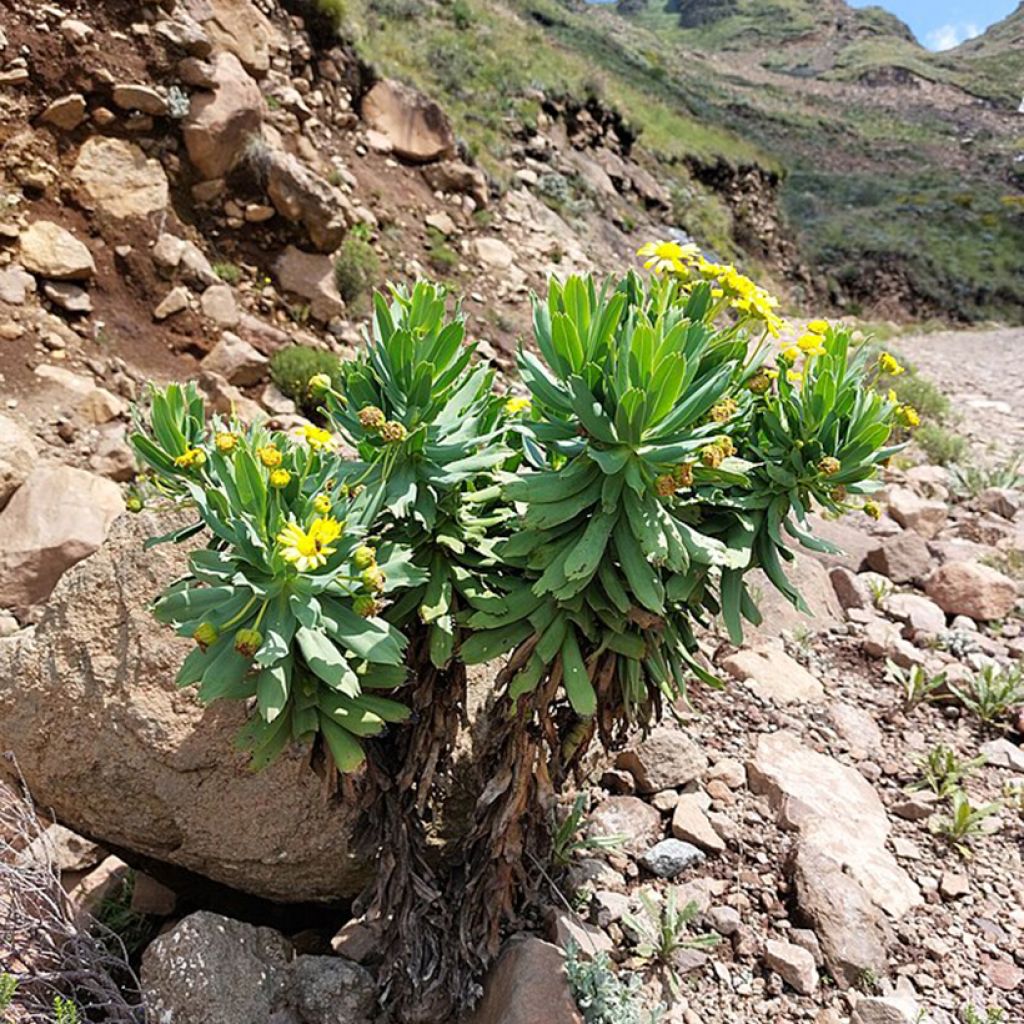 Euryops evansii - Mountain Euryops