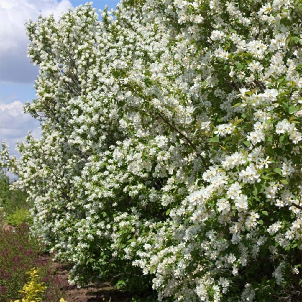 Exochorda  macrantha Lotus Moon