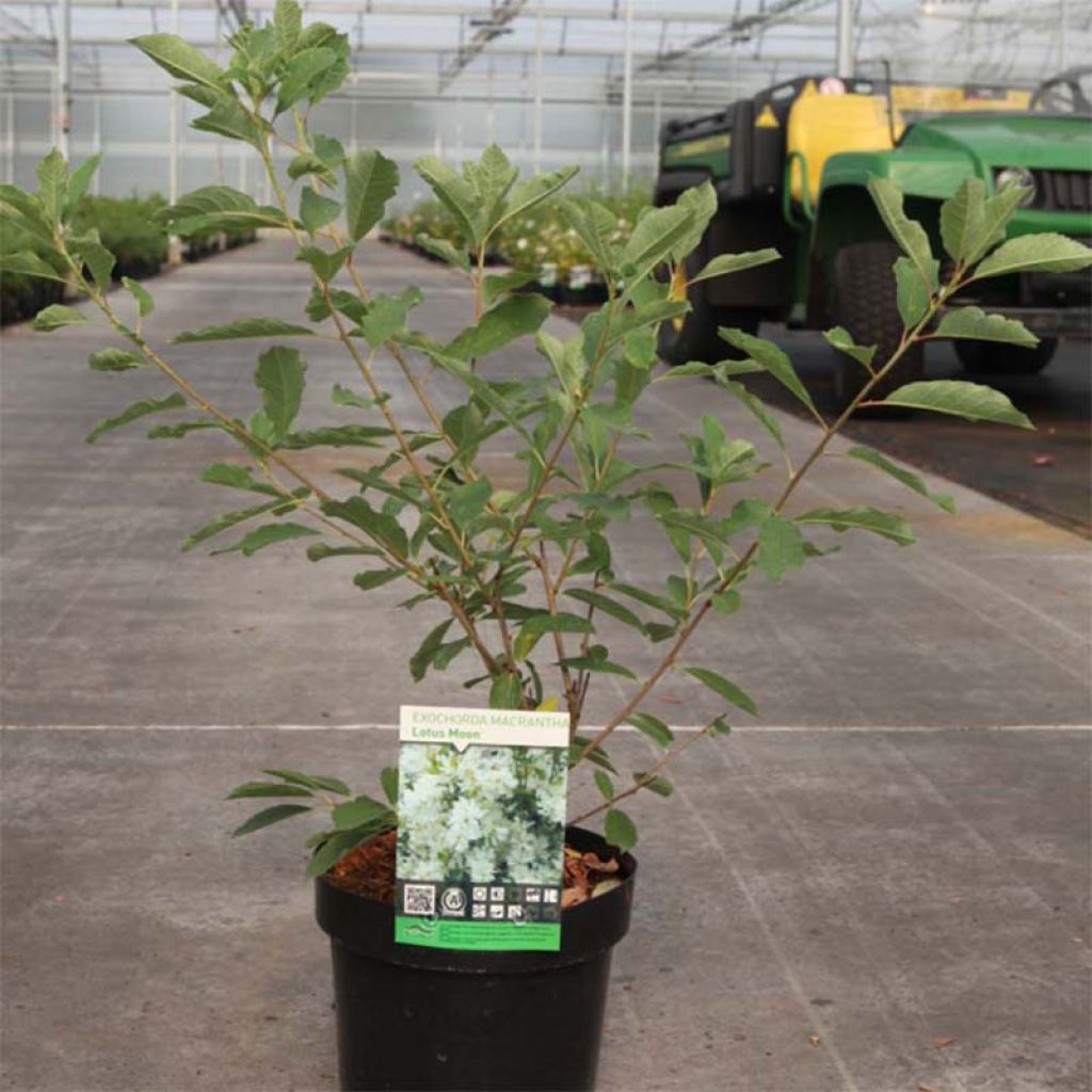 Exochorda  macrantha Lotus Moon
