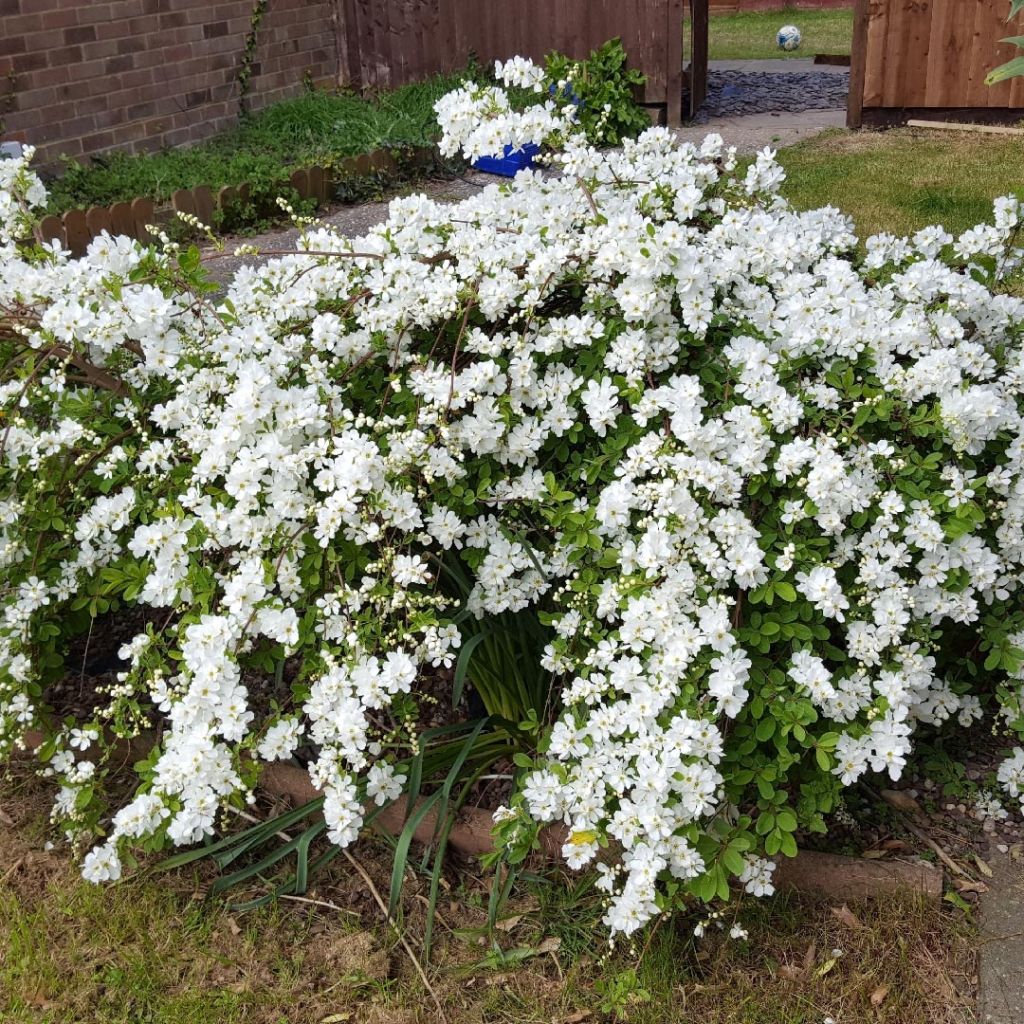 Exochorda serratifolia Snow White