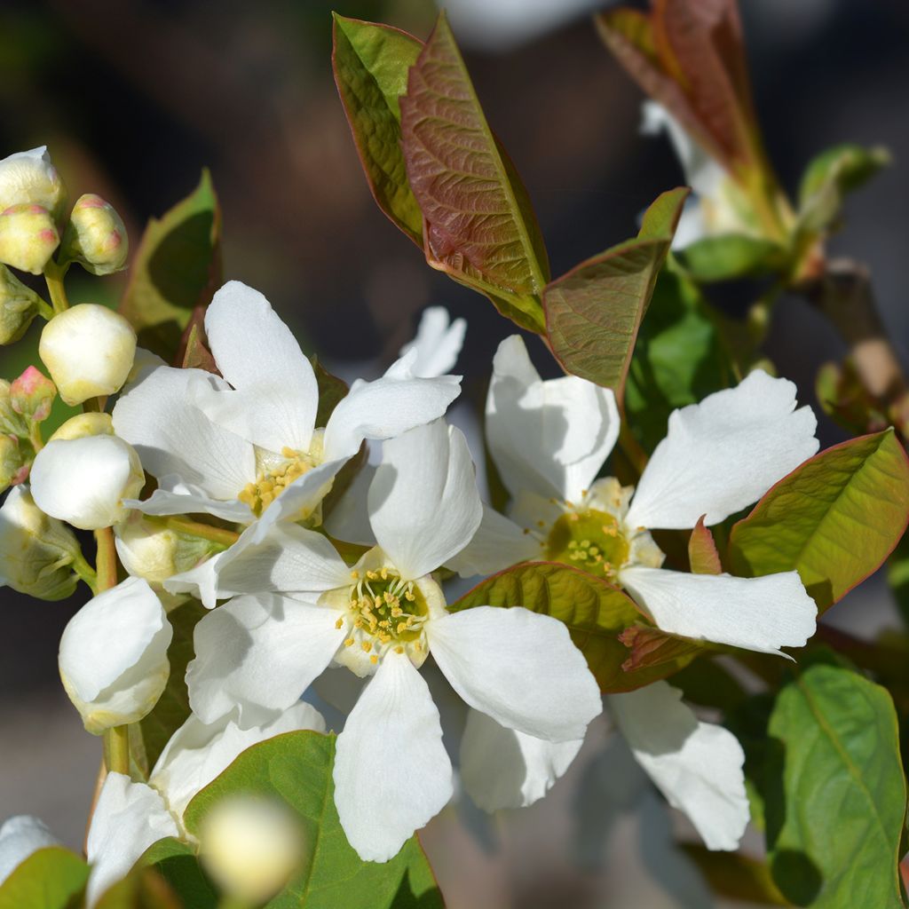 Exochorda serratifolia Snow White