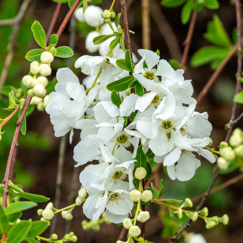 Exochorda macrantha  The Bride