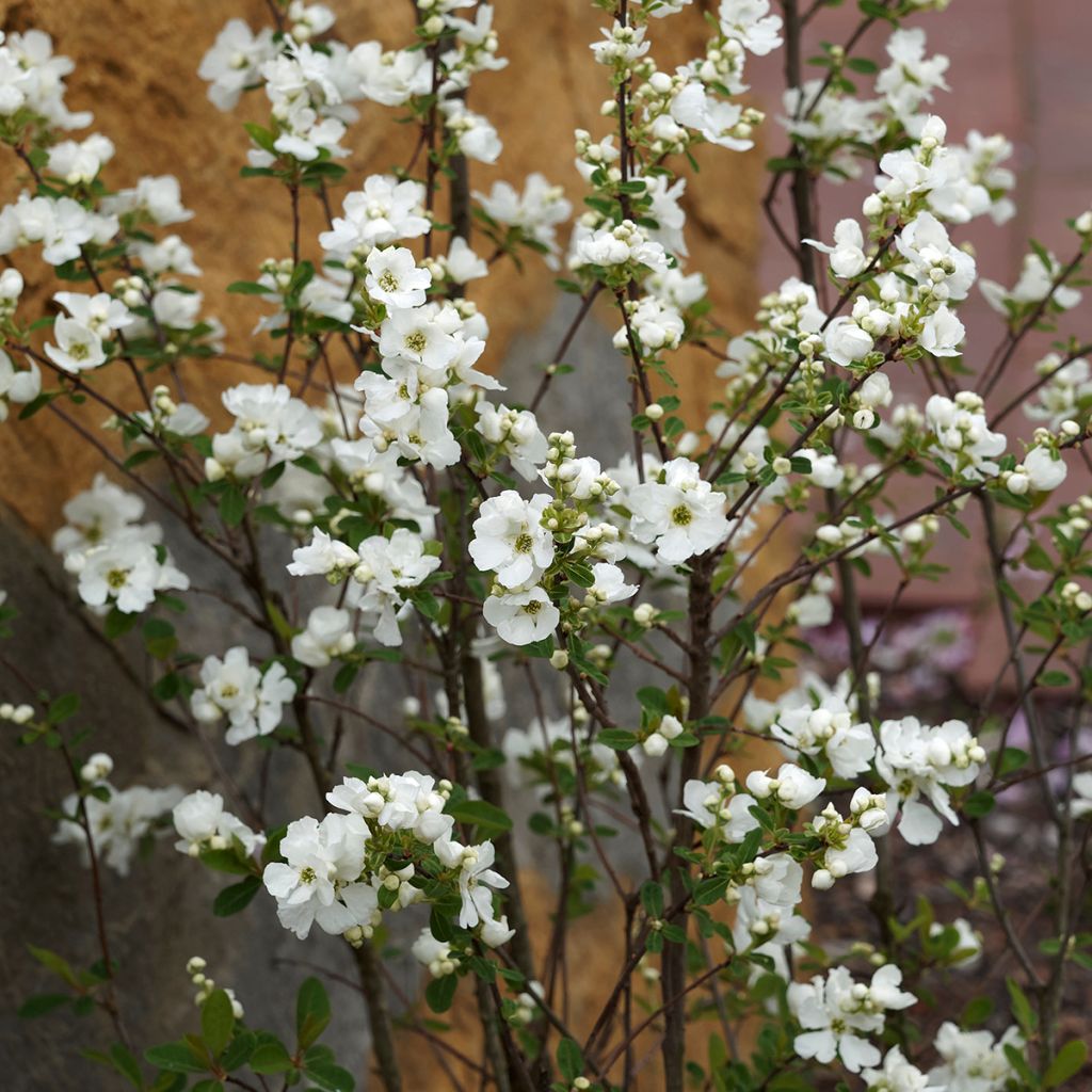 Exochorda macrantha  The Bride