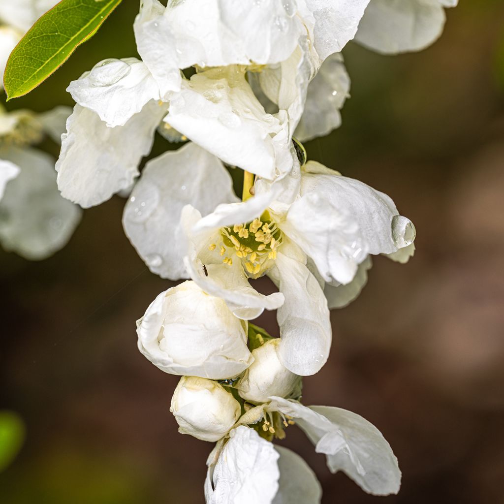 Exochorda macrantha  The Bride