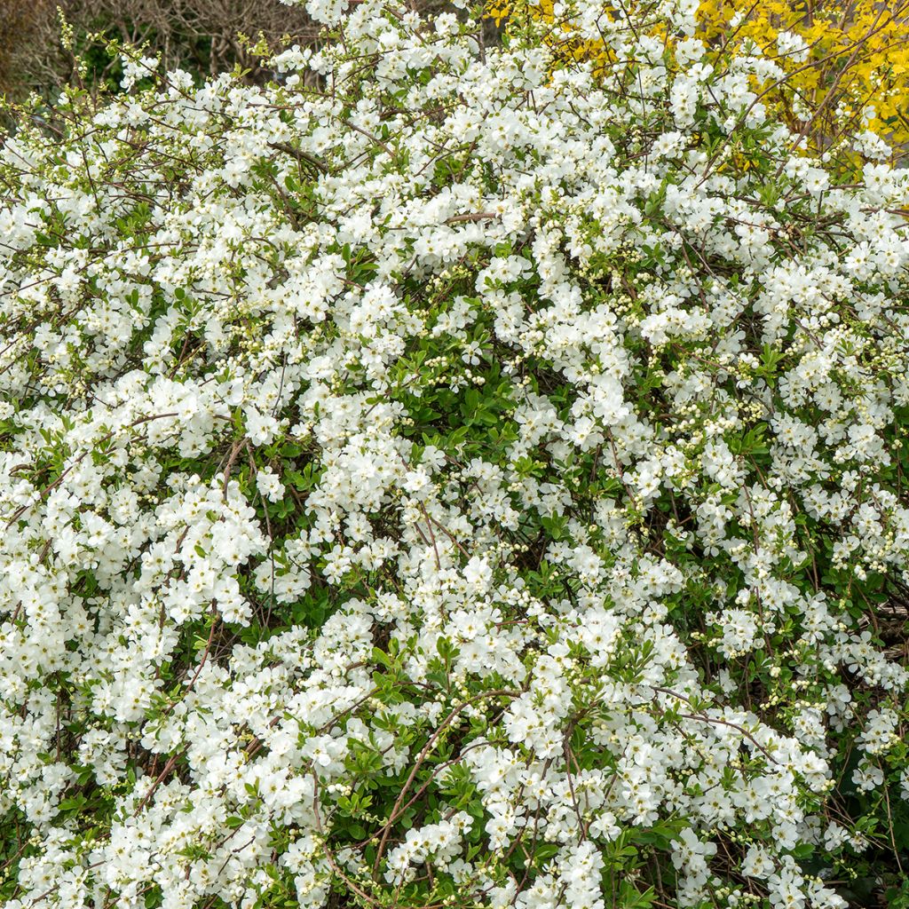 Exochorda macrantha  The Bride