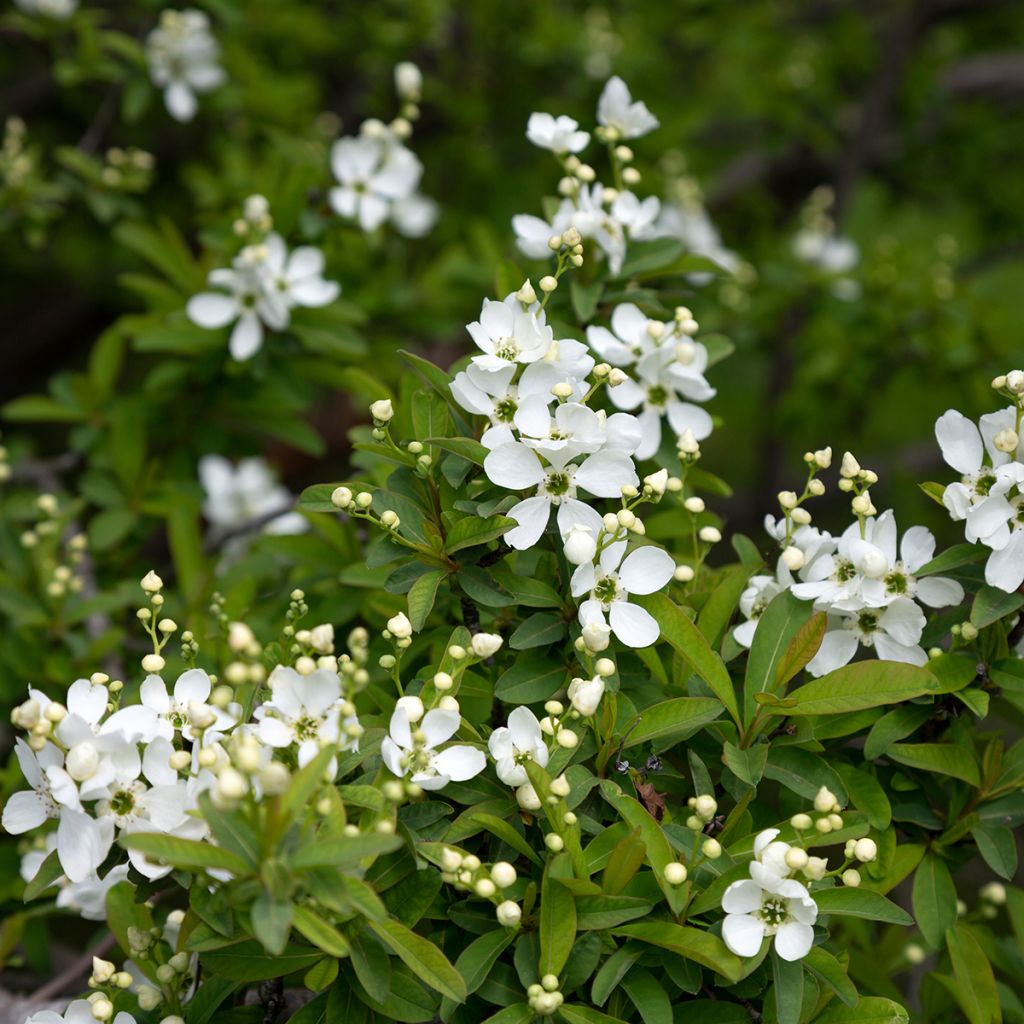 Exochorda macrantha  The Bride