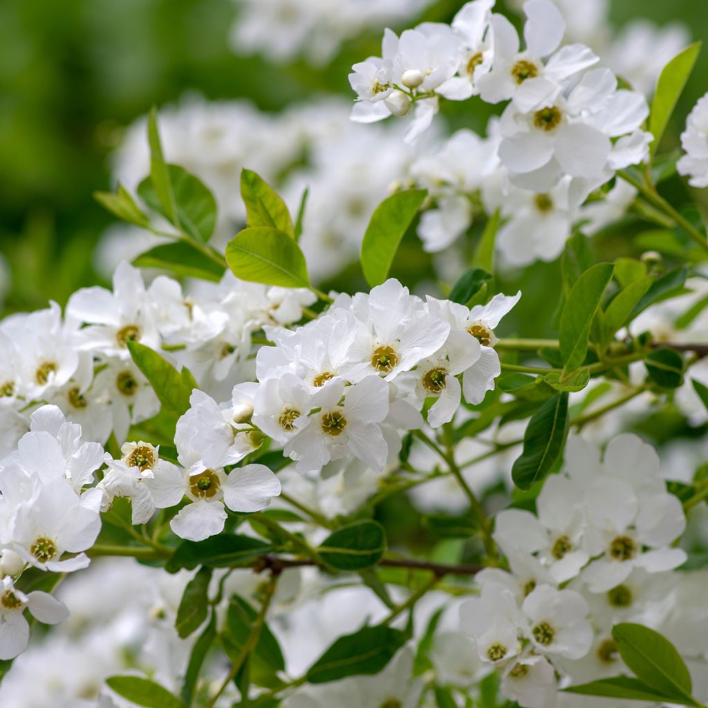 Exochorda racemosa Snow Mountain - Pearlbush