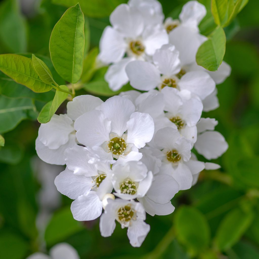 Exochorda racemosa Snow Mountain - Pearlbush