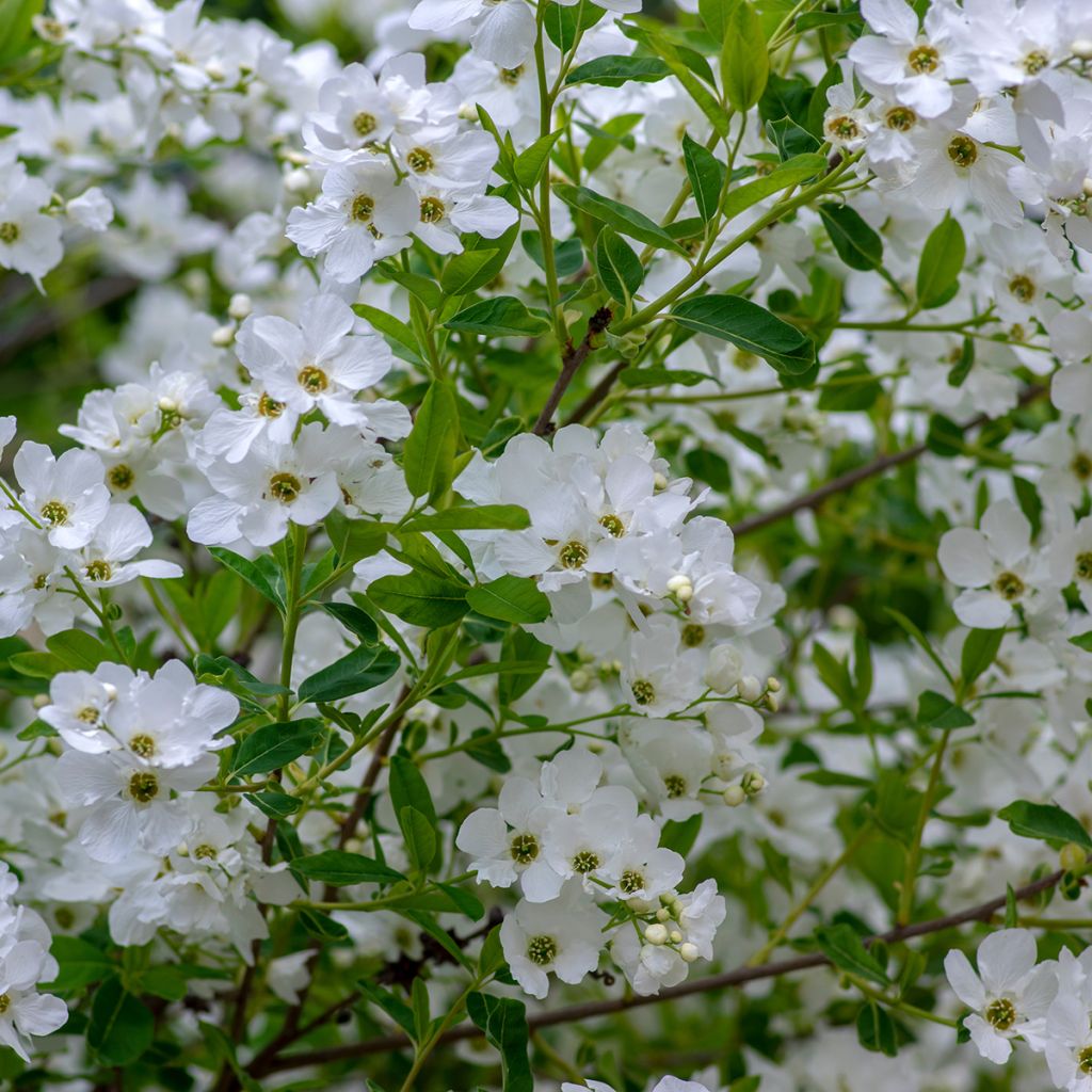 Exochorda racemosa Snow Mountain - Pearlbush
