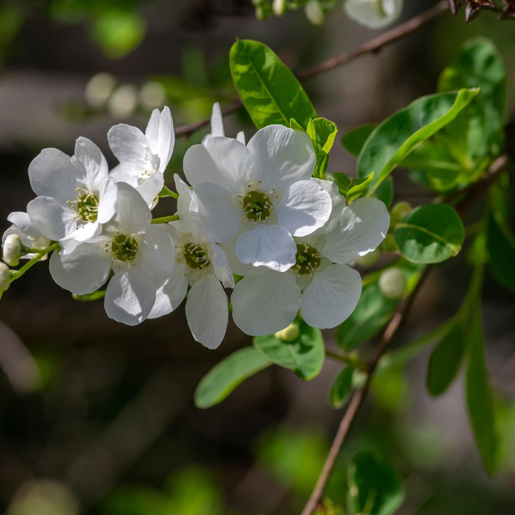 Exochorda racemosa Snow Mountain - Pearlbush