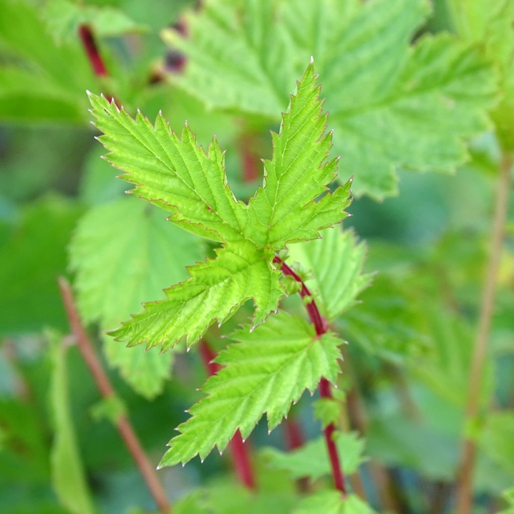 Filipendula ulmaria