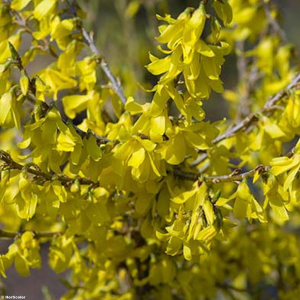 Forsythia intermedia Marée dOr