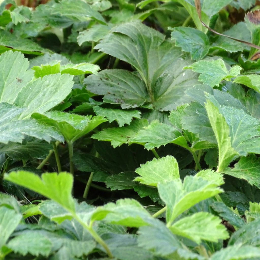 Waldsteinia ternata