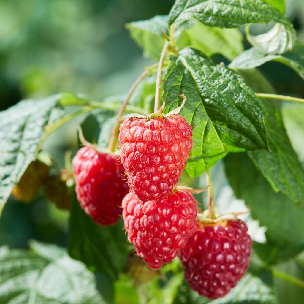 Raspberry Lowberry Baby Dwarf - Rubus idaeus