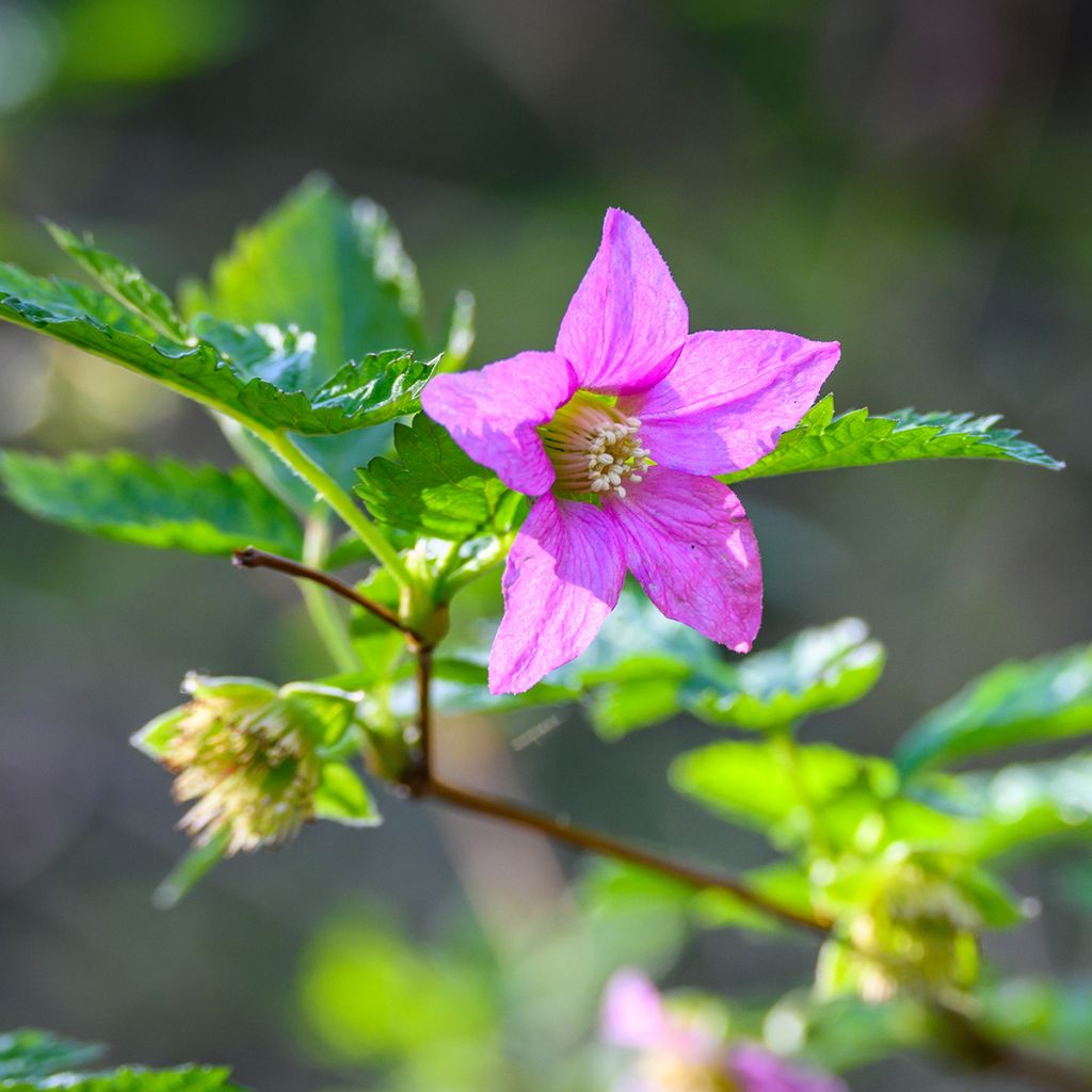 Rubus spectabilis Pacific Rose