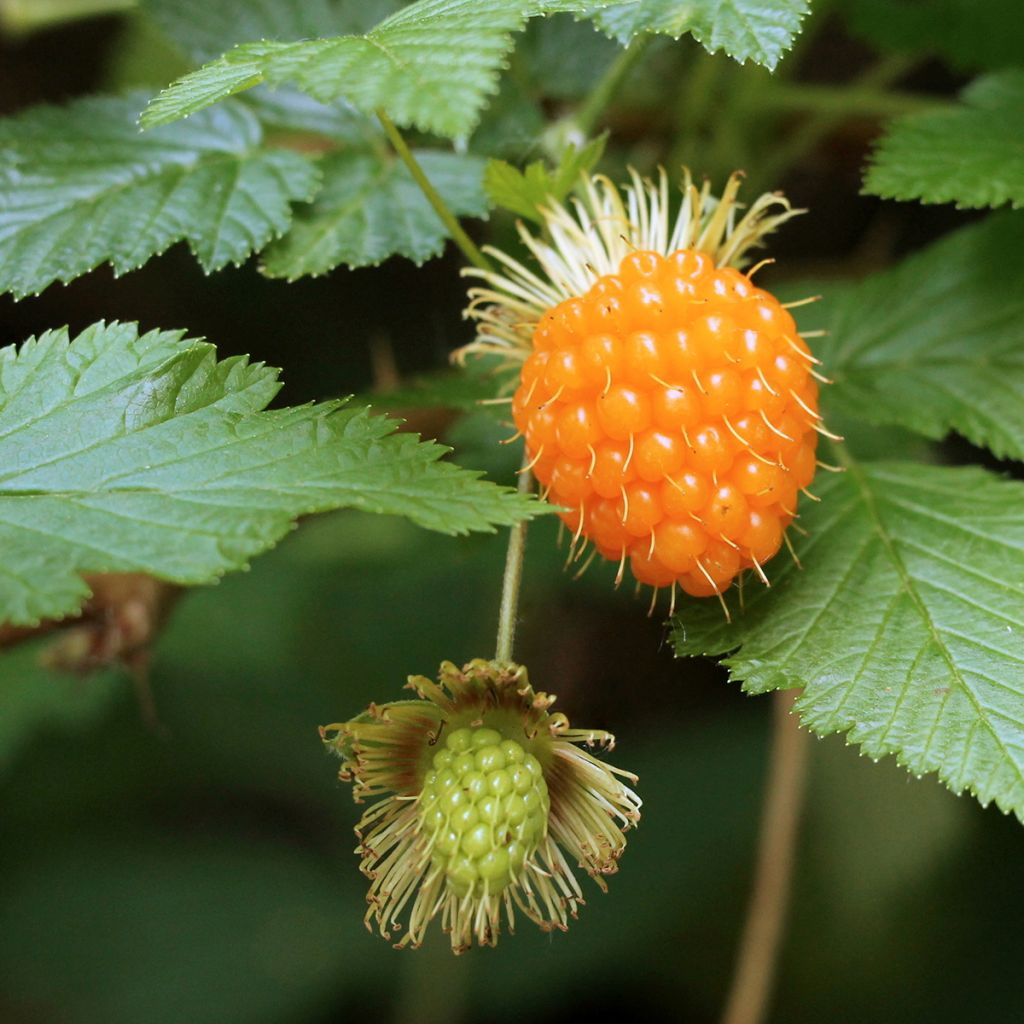 Rubus spectabilis Pacific Rose