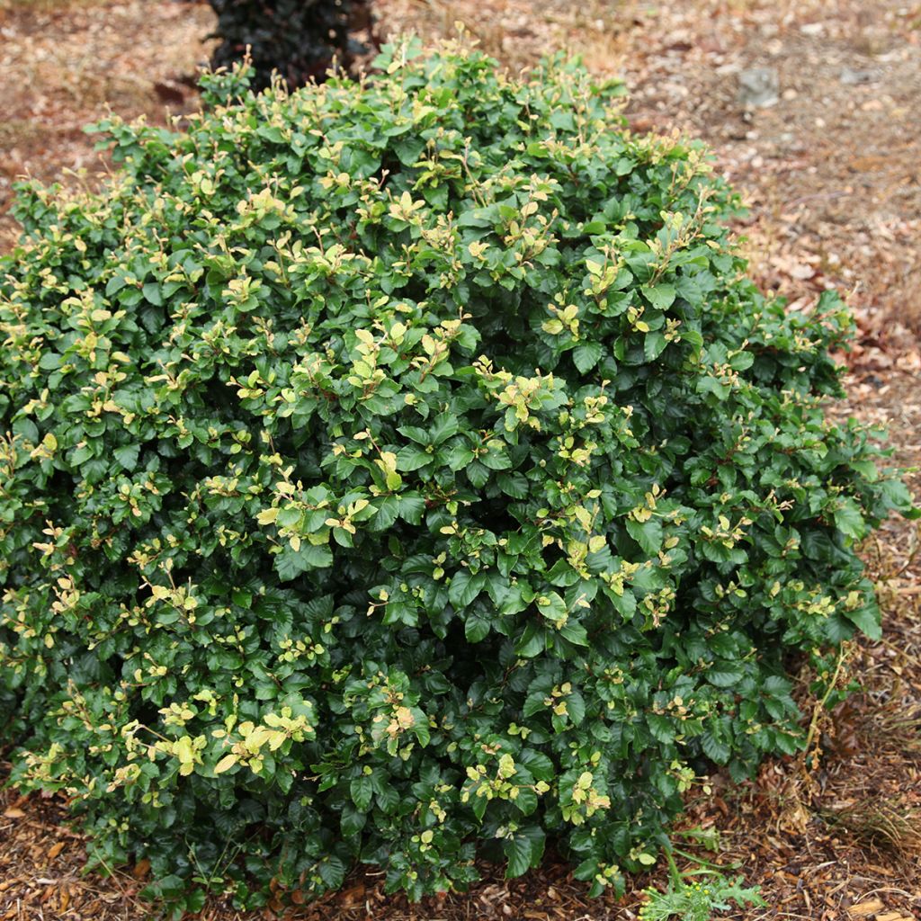 Fagus sylvatica Asterix