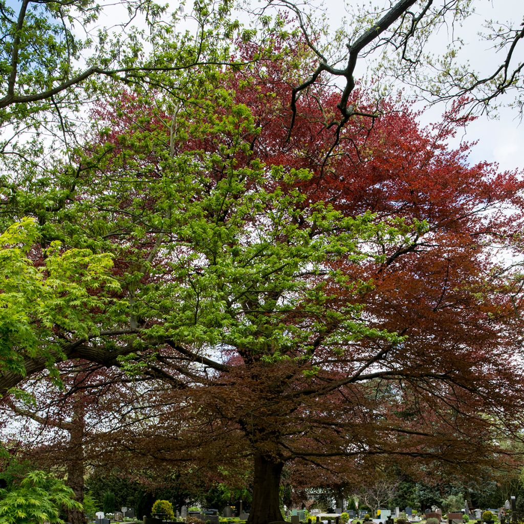 Fagus sylvatica Atropurpurea - Beech