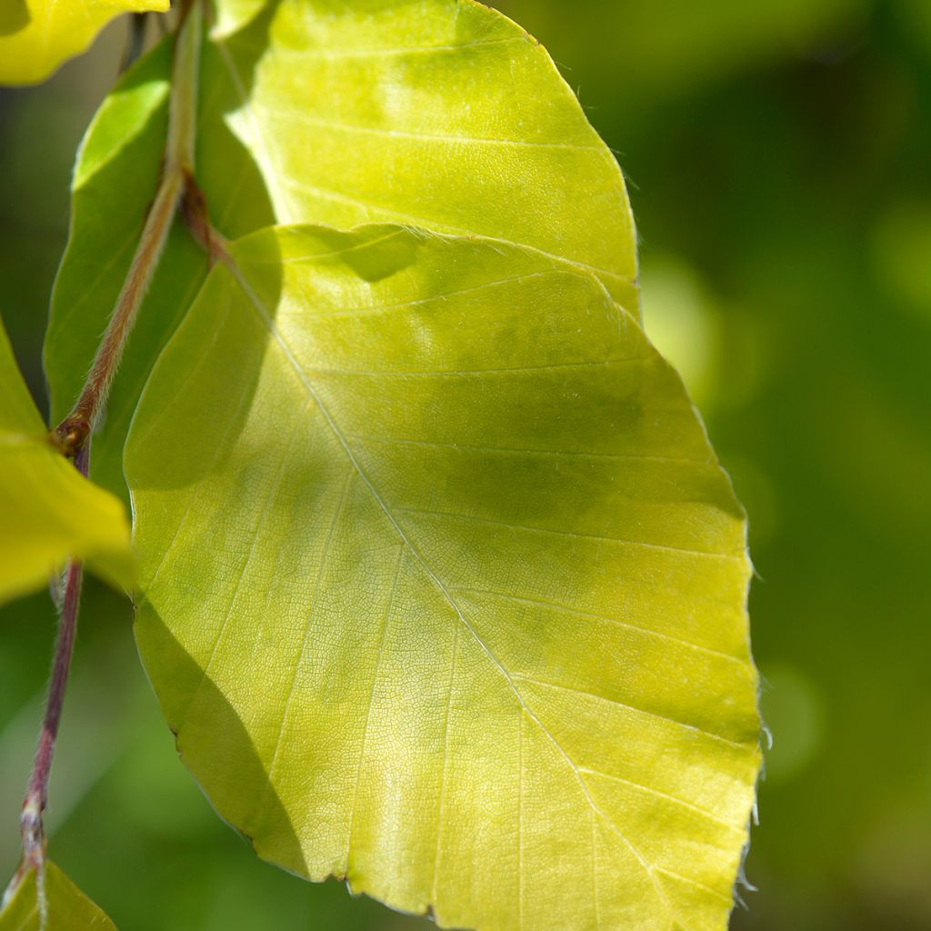 Fagus sylvatica Dawyck Gold - Beech