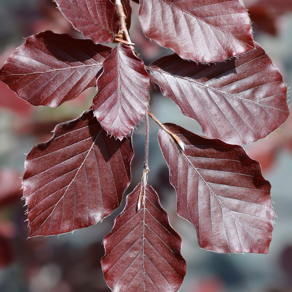 Fagus sylvatica Dawyck Purple - Beech