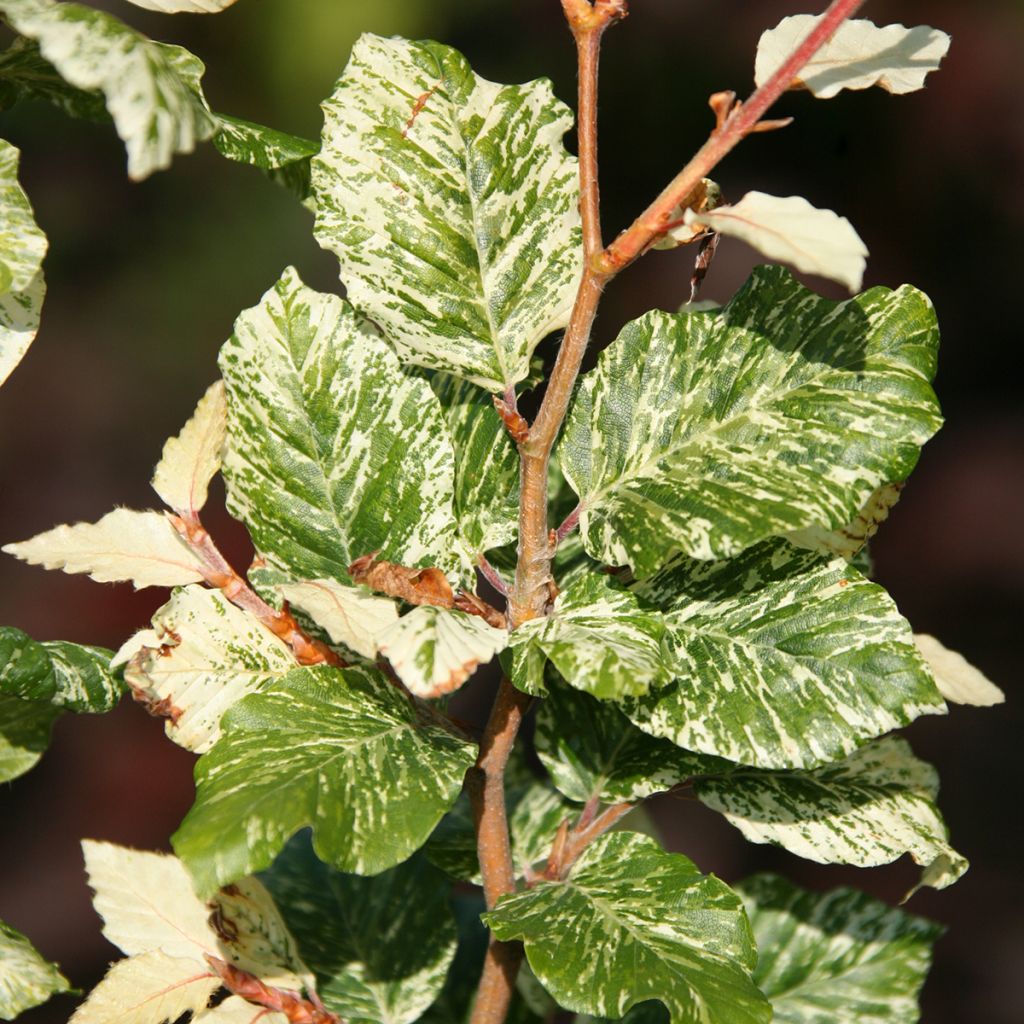 Fagus sylvatica Marmor Star