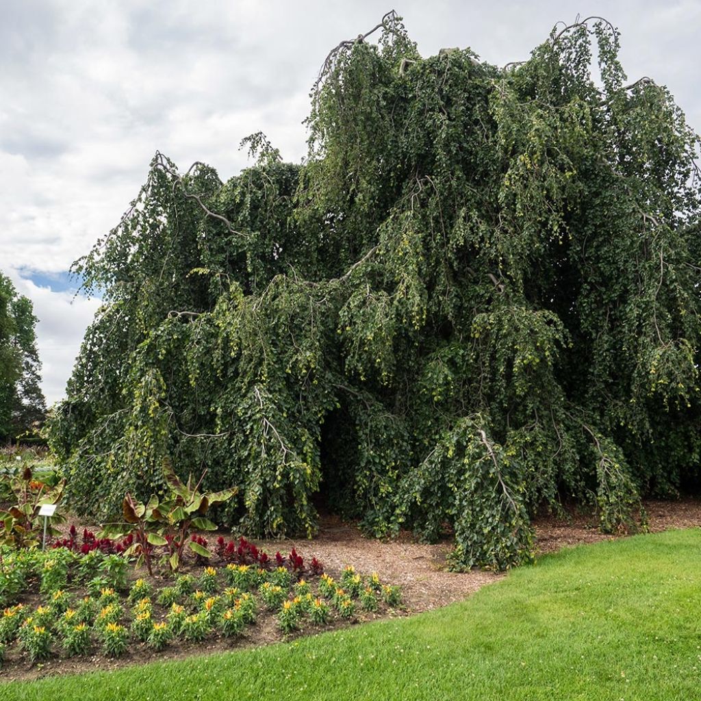 Fagus sylvatica Pendula 