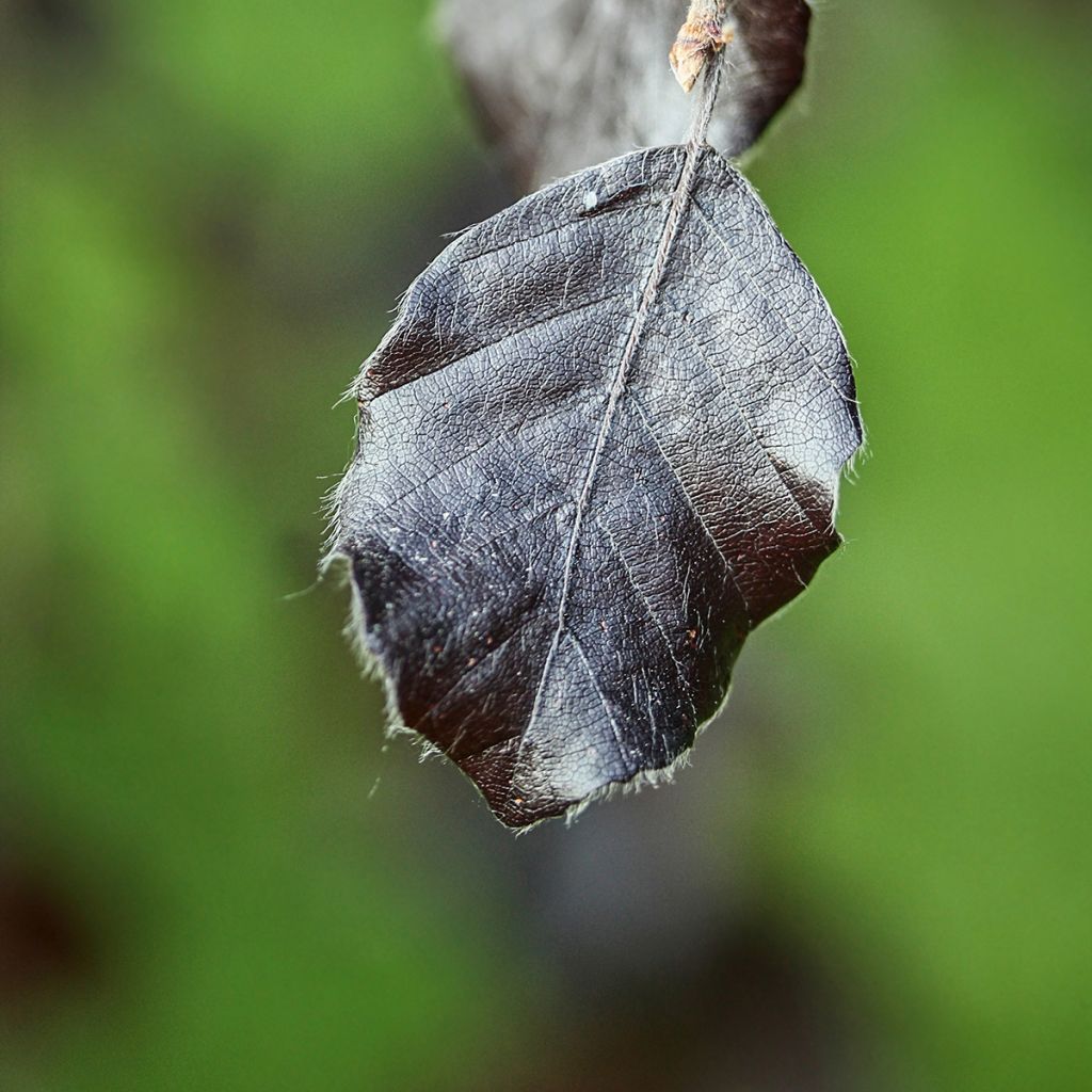 Fagus sylvatica Purple Fountain - Beech