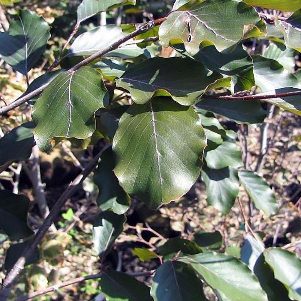 Fagus sylvatica Riversii - Beech