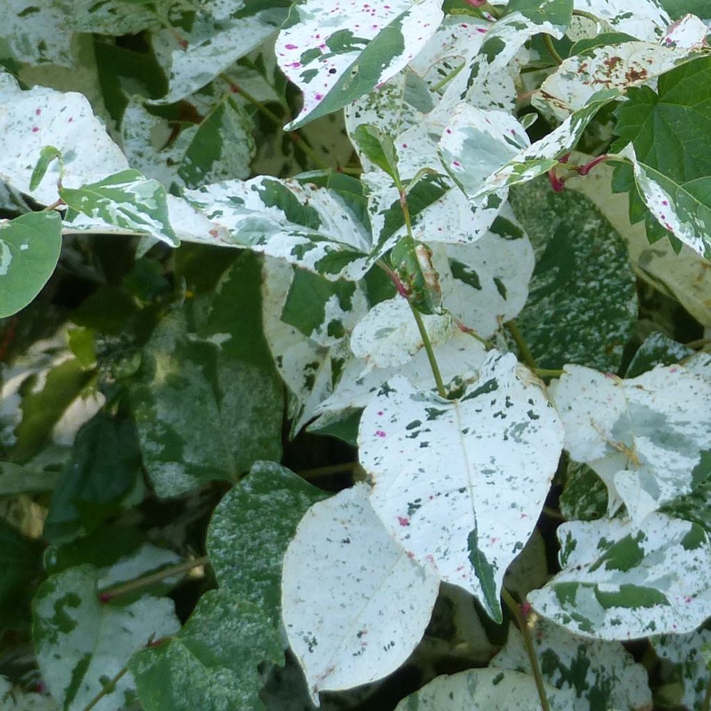 Fallopia japonica Variegata