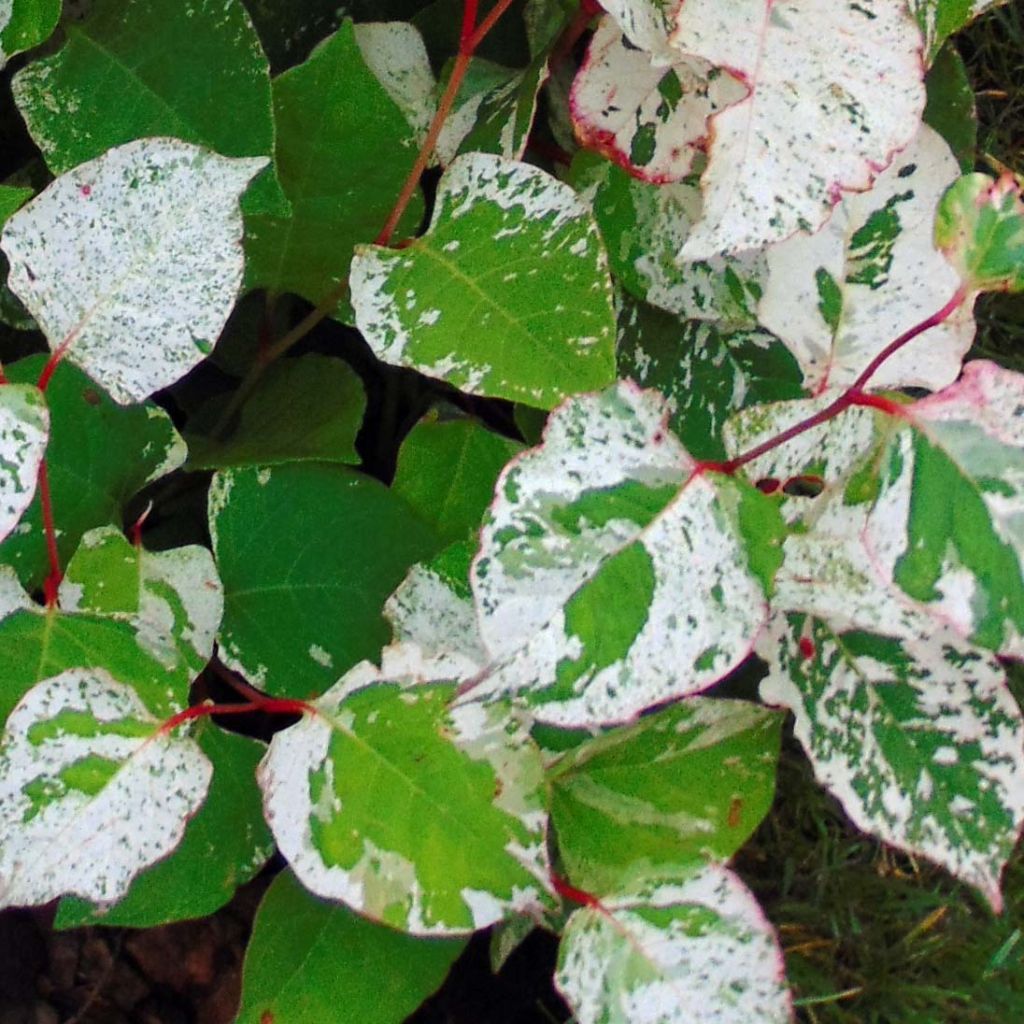 Fallopia japonica Variegata