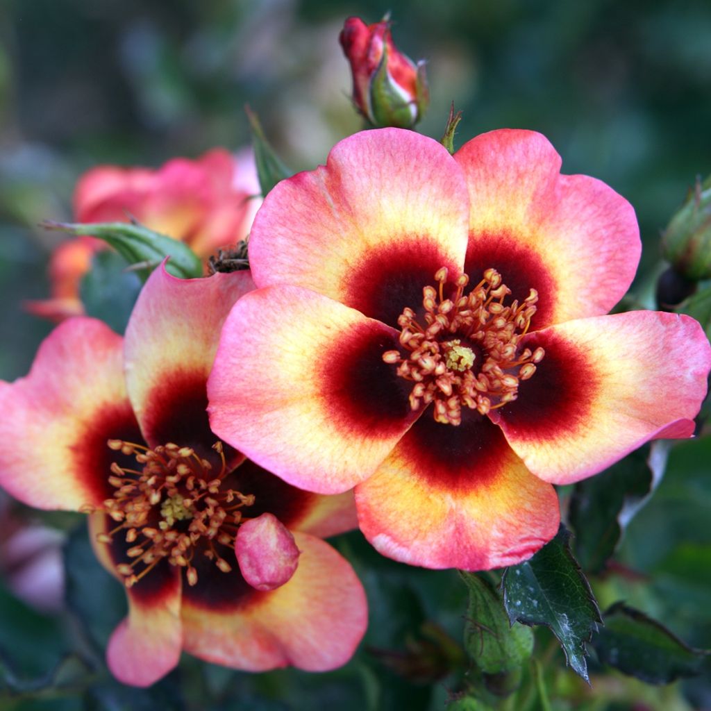 Rosa x persica Fancy Babylon Eyes - Persian Rose