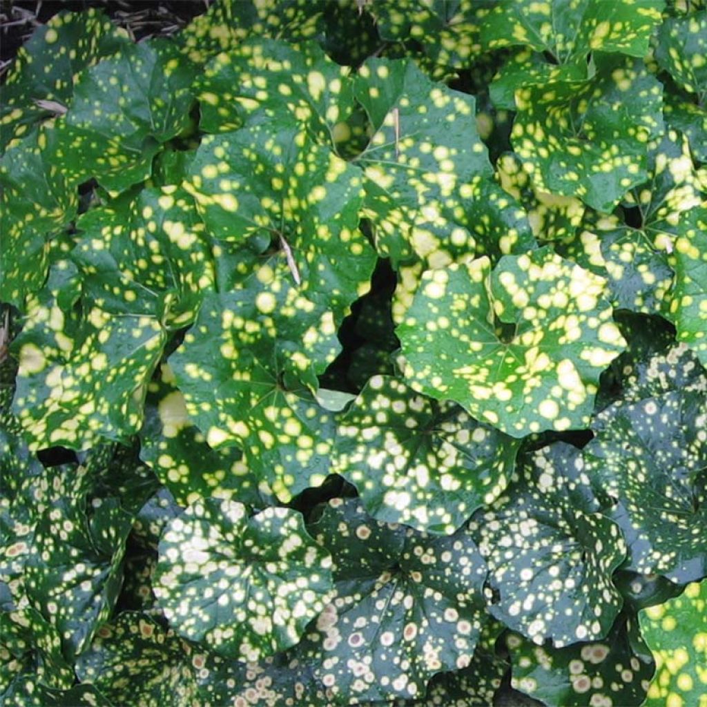 Farfugium japonicum Aureomaculatum