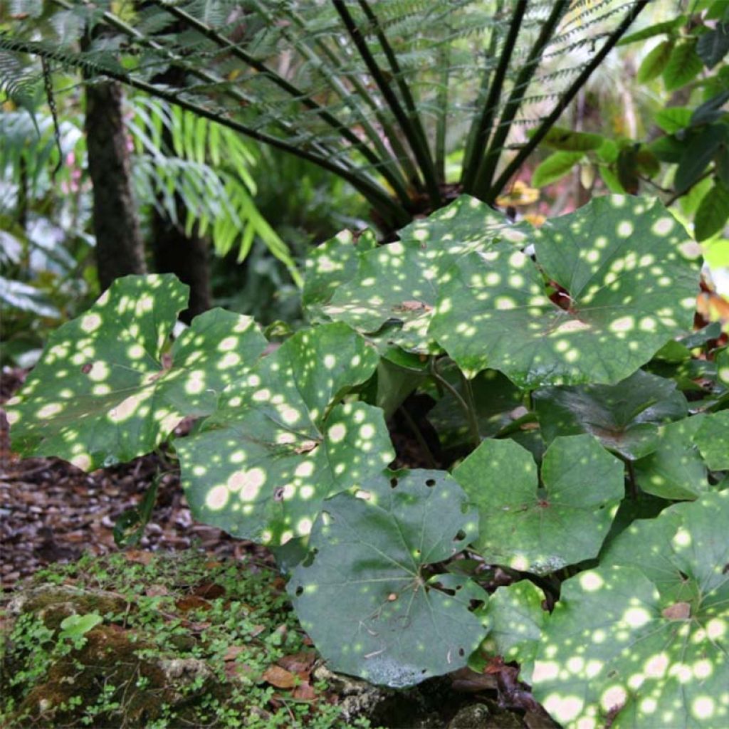Farfugium japonicum Aureomaculatum