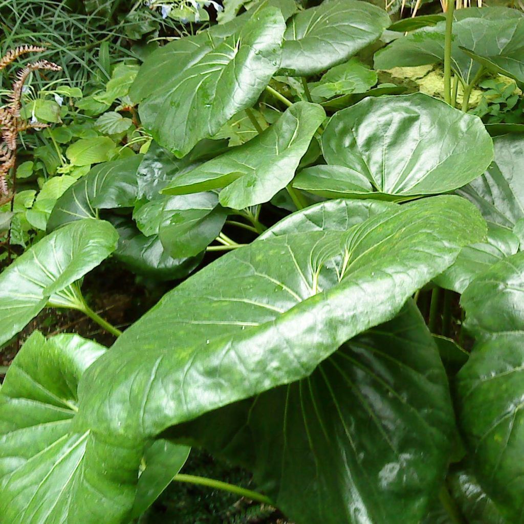 Farfugium japonicum Gigantea