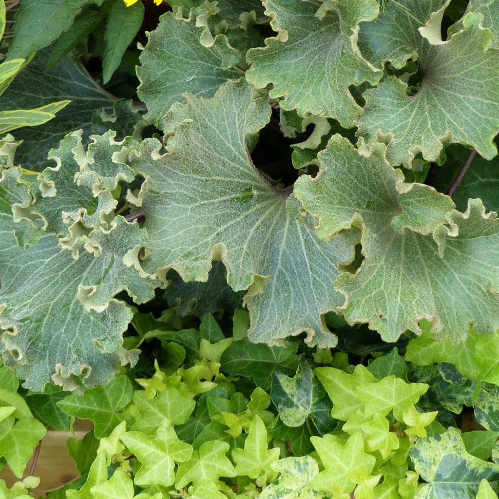 Farfugium japonicum Wavy Gravy