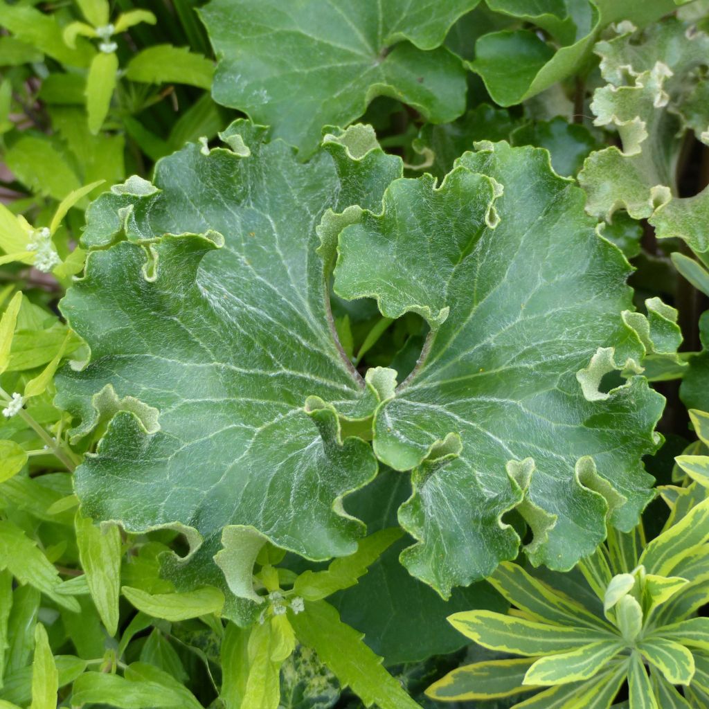 Farfugium japonicum Wavy Gravy