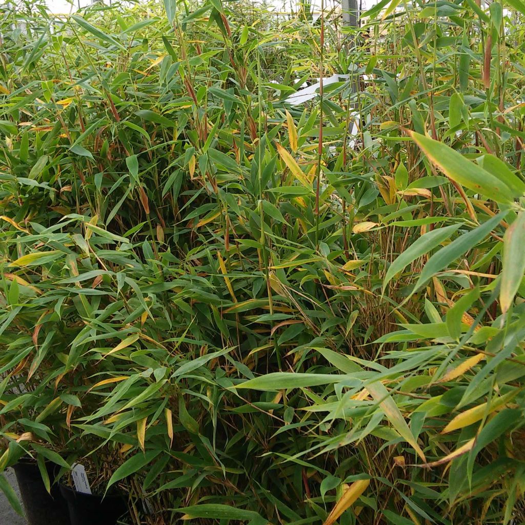 Fargesia murielae Panda