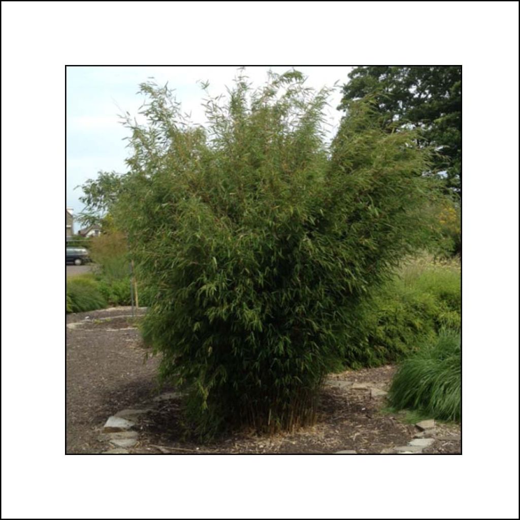 Fargesia nitida Obelisk - Non-running Bamboo