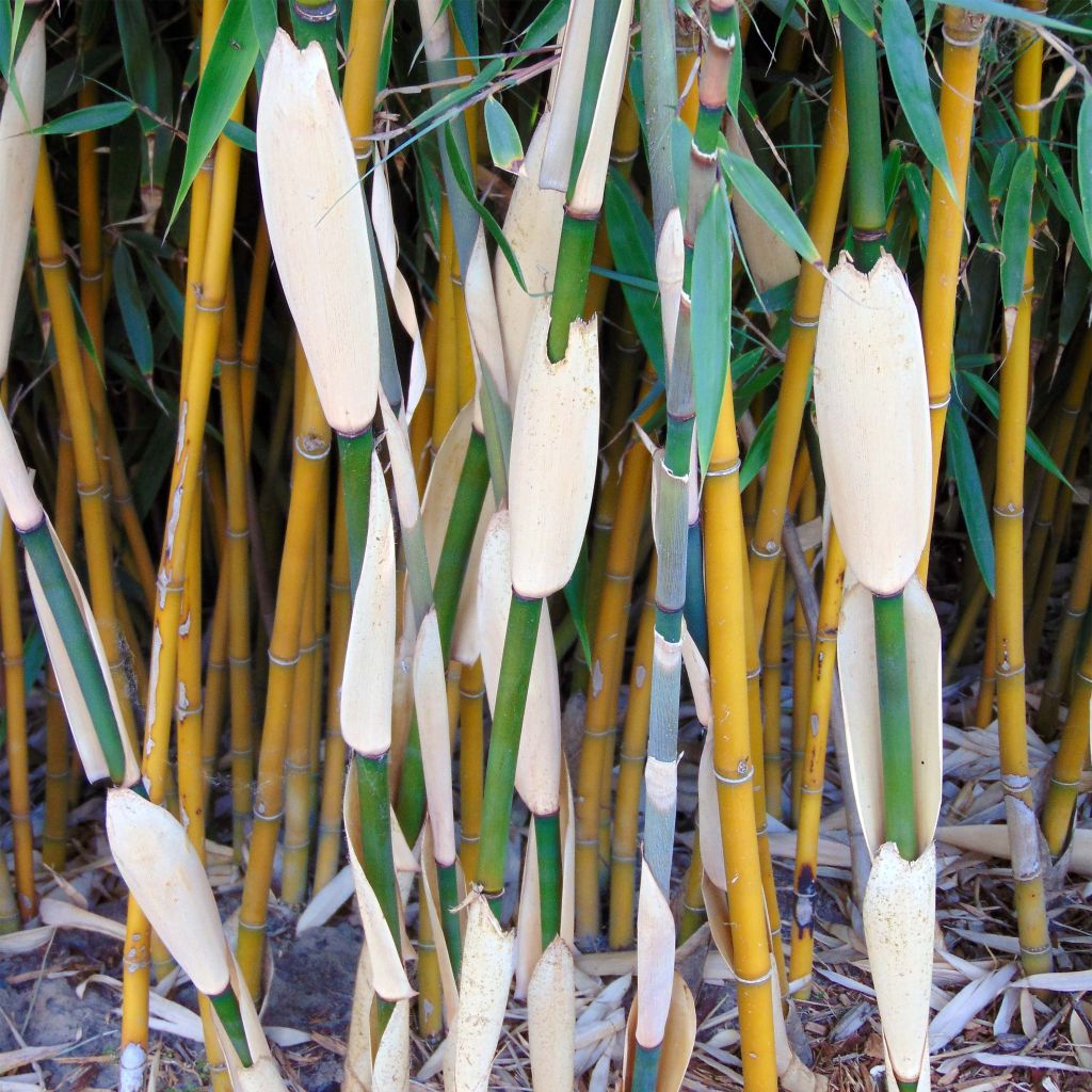 Fargesia robusta Wolong